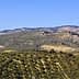 Expansive olive grove landscape in Spain featuring rolling hills and rows of olive trees. - Olive Oil Times