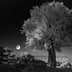 An olive tree illuminated by moonlight in a black and white photograph. - Olive Oil Times