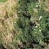 A row of shrubs displaying green foliage and brown, dried leaves with white flowers interspersed. - Olive Oil Times