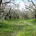 A grove of olive trees with green grass and wildflowers growing in between the trunks. - Olive Oil Times