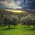 Olive trees in a grove with a sunset in the background and cloudy sky. - Olive Oil Times