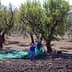 Two individuals working in an olive grove, preparing to harvest olives with green tarps. - Olive Oil Times