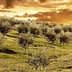 Olive trees on a hillside with a sunset sky featuring clouds and warm colors. - Olive Oil Times