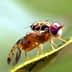 Close-up image of a fruit fly with distinctive red eyes resting on a green leaf. - Olive Oil Times