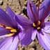 Two purple saffron flowers with yellow and red stamens against a neutral background. - Olive Oil Times