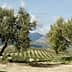 Two olive trees in a landscape with rolling hills and a mountain in the background. - Olive Oil Times
