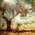 An olive tree with sunlight filtering through its leaves in a natural setting. - Olive Oil Times