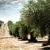 Row of olive trees in a dry, open field with a distant slope in the background. - Olive Oil Times