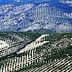 Aerial view of olive tree fields arranged in rows across hilly terrain in Spain. - Olive Oil Times
