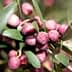 Clusters of ripe purple olives on a branch with green leaves. - Olive Oil Times