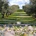 Olive trees arranged in rows on a grassy hillside with flowers in the foreground. - Olive Oil Times