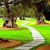 Curved stone pathway winding through a grove of olive trees in a grassy area. - Olive Oil Times