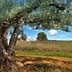 An olive tree with a thick trunk and green leaves in a field under a blue sky. - Olive Oil Times