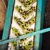 Green and black olives arranged on a sorting conveyor in a processing facility. - Olive Oil Times