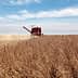 Red combine harvester working in a soybean field during harvest season under a blue sky. - Olive Oil Times