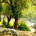 Olive trees with green foliage in a natural landscape under sunlight. - Olive Oil Times