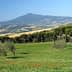 Green fields with olive trees and a mountain in the background under a clear blue sky. - Olive Oil Times