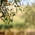 Close-up of an olive tree branch with unripe green olives and leaves. - Olive Oil Times