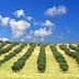 Rows of olive trees planted on rolling hills under a blue sky with clouds. - Olive Oil Times