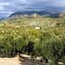 Lush olive trees in a landscape with rolling hills and distant mountains under a cloudy sky. - Olive Oil Times