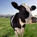 A black and white dairy cow standing in a green field with a clear sky in the background. - Olive Oil Times