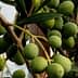Close-up of green olives growing on a branch with leaves. - Olive Oil Times