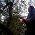 Individual reaching up to harvest olives from an olive tree in a natural setting. - Olive Oil Times