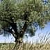 An olive tree with a thick trunk and lush green leaves against a clear blue sky. - Olive Oil Times