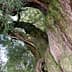 A large oak tree with thick, textured bark and green foliage in the background. - Olive Oil Times