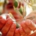 Two hands holding an olive branch with green olives and leaves in focus. - Olive Oil Times