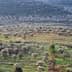 Aerial view of an olive grove in Syria with rows of olive trees and a small building. - Olive Oil Times