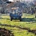 Blue tractor loaded with logs in a grassy field, surrounded by trees. - Olive Oil Times