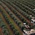 Aerial view of an olive grove with harvesting machinery operating in the rows of trees. - Olive Oil Times