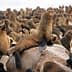 A sea lion resting on a rock surrounded by a group of other sea lions on a beach. - Olive Oil Times