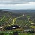Aerial view of olive groves in Andalucia with winding paths and hills in the background. - Olive Oil Times