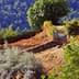 Olive trees and a small area of land with a blue gate in Corsica's countryside. - Olive Oil Times