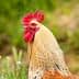 Close-up of a rooster featuring a prominent red comb and light brown feathers. - Olive Oil Times