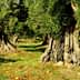 A row of olive trees with thick trunks and green foliage in a grove setting. - Olive Oil Times