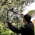 Individual using pruning shears to trim branches of an olive tree in a natural setting. - Olive Oil Times