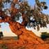 An ancient olive tree with a thick, gnarled trunk and green foliage against a clear sky. - Olive Oil Times