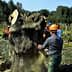 Workers using chainsaws to fell an olive tree in a field, wearing safety gear and helmets. - Olive Oil Times