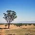 A solitary tree stands in an olive grove with a clear blue sky in the background. - Olive Oil Times