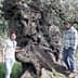 Two individuals standing beside a large, gnarled olive tree with a textured trunk. - Olive Oil Times