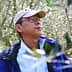 Man wearing a cap and glasses, looking up in an olive grove with olive trees in the background. - Olive Oil Times