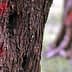 Close-up of a tree trunk with red markings visible on its surface. - Olive Oil Times