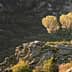 A solitary tree growing on a rocky outcrop with surrounding greenery in the background. - Olive Oil Times