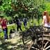 Wooden cart in a garden with orange trees and visitors taking photos nearby. - Olive Oil Times