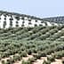 Expansive olive grove with rows of olive trees on rolling hills in Andalusia. - Olive Oil Times