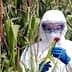 Scientist wearing protective clothing and goggles inspecting a corn plant in a field. - Olive Oil Times
