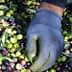 A gloved hand sorting through a mixture of green and black olives on a surface. - Olive Oil Times